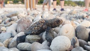 Çıralı'da bu sezon 3 bin 100 caretta caretta denizle buluştu
