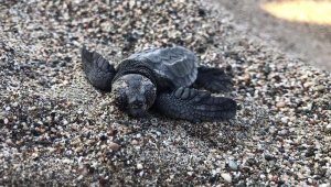Demre'de 6 bin 214 caretta caretta yavrusu denizle buluşturuldu