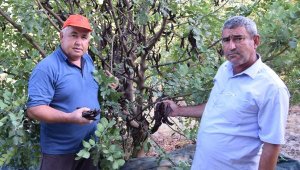 Keçiboynuzu hasadı için 12 yıl bekledi, şimdi kilosunu 20 liradan satıyor