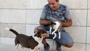 Köpek 'Max', üç yavru kediye annelik yapıyor