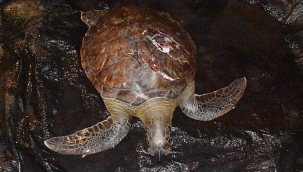 Yaralı caretta caretta kurtarıldı