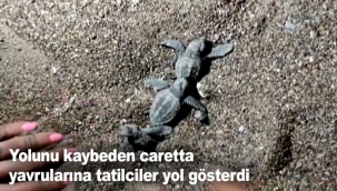 Yolunu kaybeden caretta yavrularına tatilciler yol gösterdi