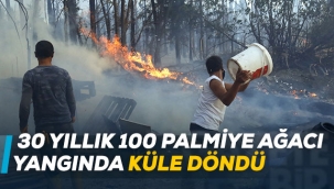 30 yıllık 100 palmiye ağacı yangında küle döndü