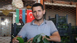 Alanya'da avokado üreticilerinin hırsız tepkisi
