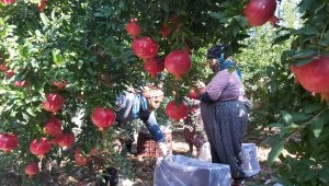 Antalya'da 'Hicaz narı' hasadı