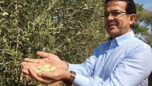 Antalya'nın Beylik Zeytini 'çeşit' olarak tescillendi
