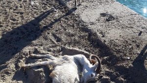 Aşırlı Adası'ndaki dağ keçilerinden biri ölü bulundu