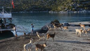 Aşırlı Adası'ndaki dağ keçilerine yiyecek ve içecek