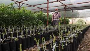 Avokado fidanı için geceden gelip sıraya giren var