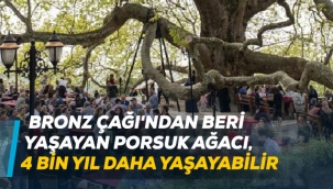 Bronz Çağı'ndan beri yaşayan porsuk ağacı, 4 bin yıl daha yaşayabilir