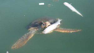 Caretta carettaların balık ziyafeti