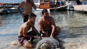 Caretta carettaların sindirim sisteminde yüzde 60 plastik çıktı lar