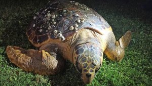 Caretta carettaların sindirim sisteminde yüzde 60 plastik çıktı