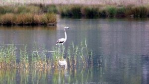 Demre'de flamingo heyecanı