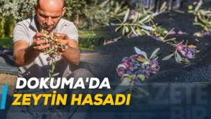 Dokuma'da zeytin hasadı