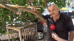 Kedi gibi ses çıkaran karga, görenleri şaşırtıyor