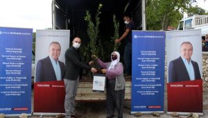 Manavgat'ta defne fidanı yardımı