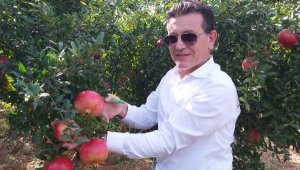 Milletvekili Uslu, nar hasadında