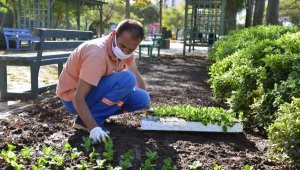 Muratpaşa'da parklara 600 bin mevsimlik çiçek dikilecek