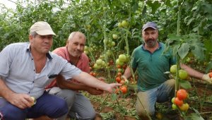 Serik'te sezonun ilk domatesi