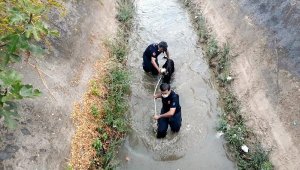 Sulama kanalına düşen keçiyi itfaiye kurtardı