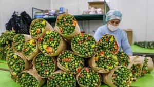 150 milyon dal Noel çiçeği çöpe gidebilir