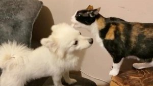 Aynı evde büyüyen kedi ve köpek, uzun süre sonra bir araya geldi