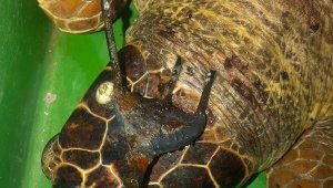 Başından zıpkınla vurulan caretta carettaya tedavi