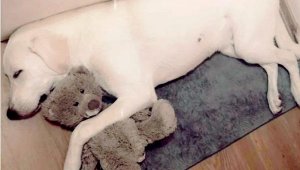 Komşunun öldürdüğü köpeğin sahibi Kaçmaz: O benim oğlumdu, benden aldı