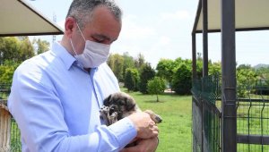 Konyaaltı Barınağı'nda 9 ayda 2 bin 200 hayvan aşılandı