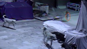 Köpekler, tezgahın altında sıkıştırdıkları kediyi öldürdü
