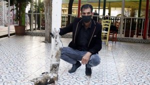 Antalya'da 2 kedi zehirlenerek öldürüldü iddiası