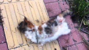 Antalya'da bir kedi daha bacakları kesilerek öldürüldü