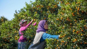 Antalya'nın altın portakalı 'kamkat'ın hasadı başladı