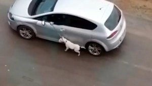 Araçla köpeğini tasmasından sürükleyen sürücü: Eğitim gereği