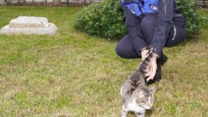 Balık iğnesiyle yaralanan kedi, 3 haftada tedavi edildi