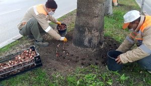 Büyükşehir 161 bin adet lale, sümbül, çiğdem soğanını toprakla buluşturdu
