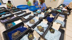 Caretta carettalar için 'hipotermi' tehlikesi