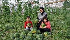 Gazipaşa'da dört mevsim karpuz hasadı