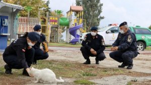Jandarma, kısıtlamada sokak hayvanlarını besledi