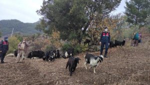 Kayıp hayvanları jandarma buldu