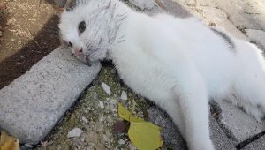 Kemer'de 17 kedi ve 3 tavuk zehirlenerek öldürüldü