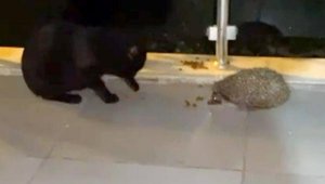 Kirpi, balkona kedi için koyulan mamayı yedi