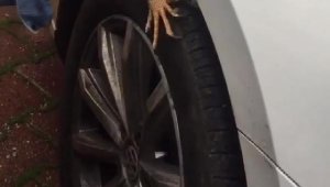 Otomobilin ön tekerine giren iguana, güçlükle çıkarıldı