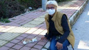 Yavru kedi, bacakları ve kuyruğu kesik olarak ölü bulundu