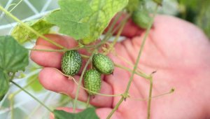 'Baby karpuz' sadece 5 gram