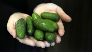'Baby' avokado, sadece mini olduğu için daha pahalı