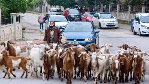 'Şehirdeki çoban' Menşure Teyze