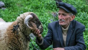 69 yılını geride bıraktı, kuzusunu bırakamadı