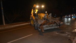 Ahırdan kaçan atlara otomobil çarptı: Anne at öldü, yavrusu yaralandı